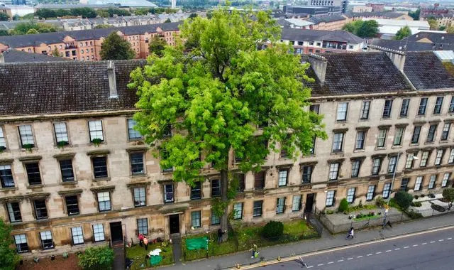 Understanding Argyle Street Ash: Recent Developments and Importance