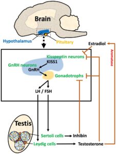 Exploring Chemical Castration: Implications and Applications