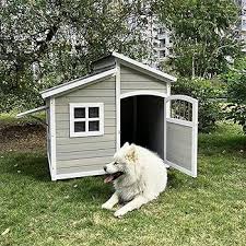 The Importance of Dogs in Our Lives