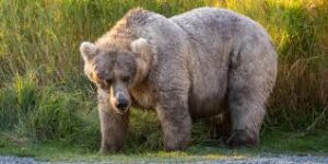 The Importance of Fat Bear Week in Wildlife Conservation