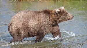 Celebrate Fat Bear Week: An Insight into Alaska’s Bears