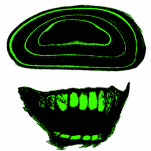 The Importance of the Letter G in English Language