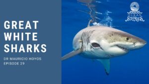 The Fascinating World of Great White Sharks