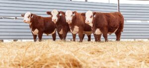 Discovering Hereford: History and Modern Life