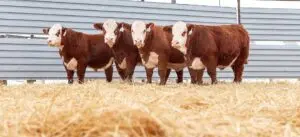 Discovering Hereford: History and Modern Life