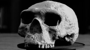 Chilling Discovery: Human Skull Found in Local Park