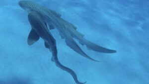 Understanding Leopard Shark Mating Behaviour