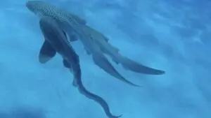 Understanding Leopard Shark Mating Behaviour