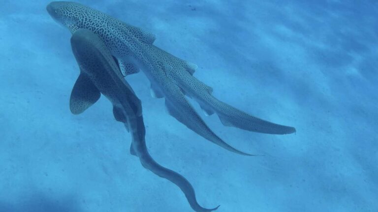 Understanding Leopard Shark Mating Behaviour