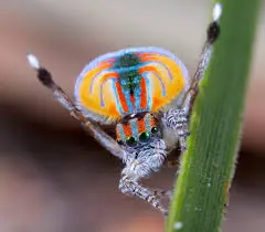 Unveiling the Vibrant World of the Peacock Spider