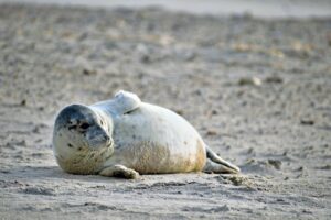 The Legacy of Arjen Robben in Football