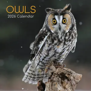 Birdwatch 2026: What to Expect from the Future of Birdwatching
