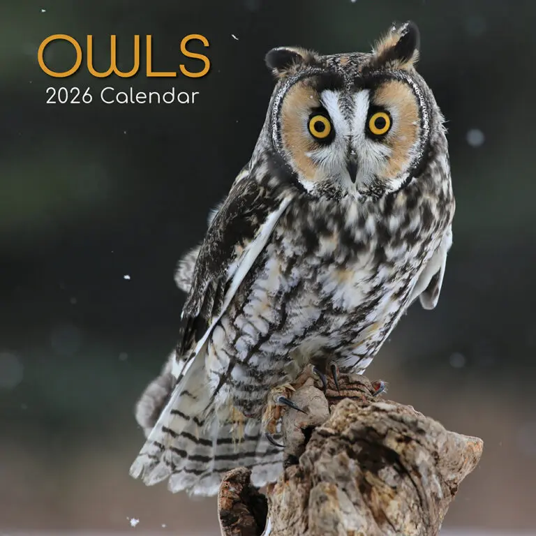 Birdwatch 2026: What to Expect from the Future of Birdwatching