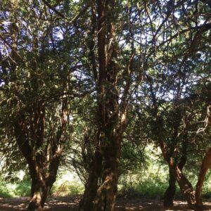 Bono: Musician, Activist, and Philanthropist Extraordinaire