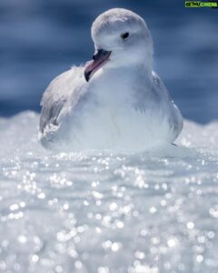 The Conservation Legacy of Chris Packham