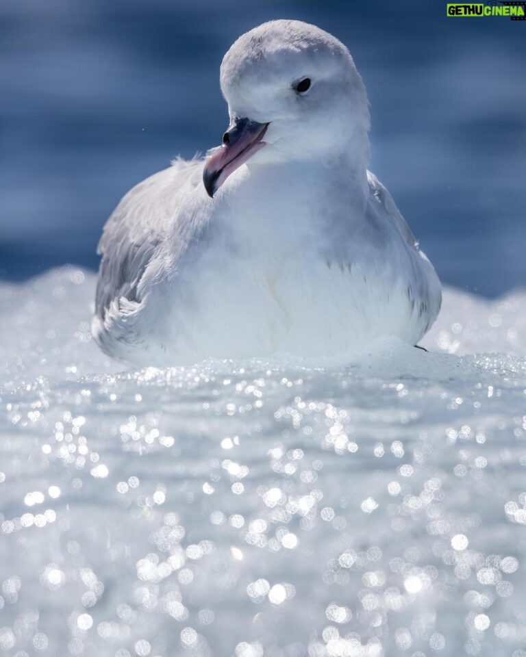 The Conservation Legacy of Chris Packham