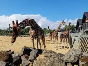 Discovering Colchester Zoo: A Unique Wildlife Experience