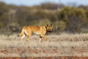 The Significance of Dingoes in Australia’s Ecosystem