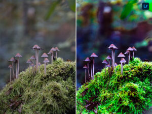 Mushrooms: A Superfood for Health and Sustainability