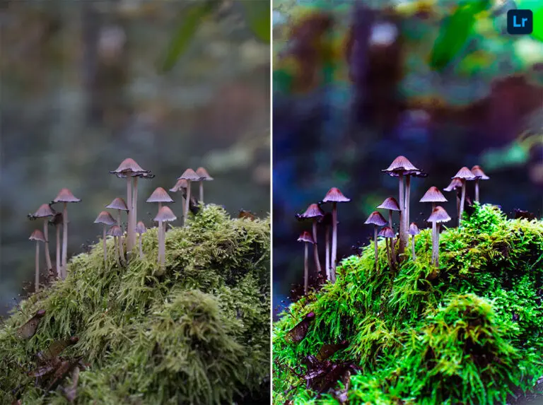 Mushrooms: A Superfood for Health and Sustainability