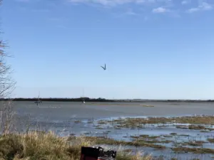 The Importance of Northey Island: Restoration Efforts