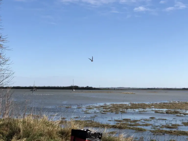 The Importance of Northey Island: Restoration Efforts