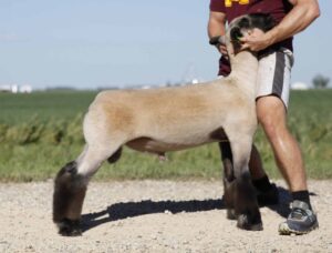 The Meteoric Rise of Paddy The Baddy in MMA