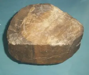 Exploring Prototaxites Fossils in Scotland