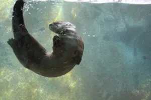 Understanding River Otters: Charismatic Aquatic Mammals