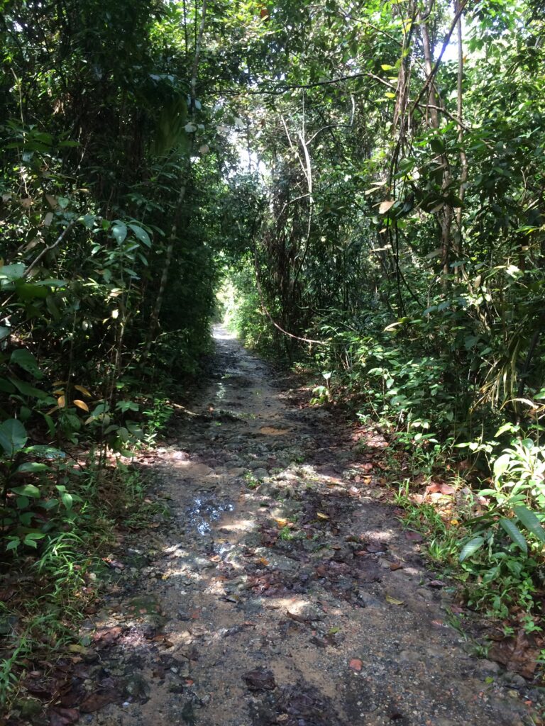 The Incredible Benefits of Running: Physical and Mental Health