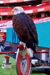 Anatoliy Trubin: The New Goalkeeper for Benfica
