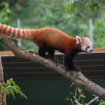 The Legacy and Future of Bristol Zoo