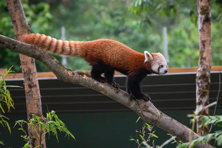 The Legacy and Future of Bristol Zoo