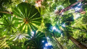 Rising Concerns: Cape Verde Stomach Bug Deaths