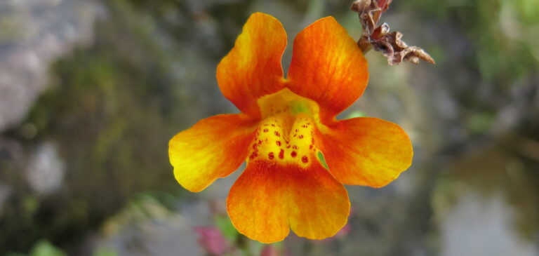 Exploring the Faroe Islands: A Unique Nordic Experience