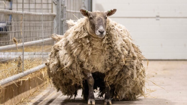 The Story of Fiona the Sheep: Resilience and Charm