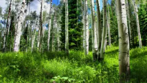 The Importance of Forest Green Spaces in Urban Life