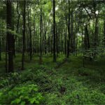 The Significance of Forest Green in Design and Nature