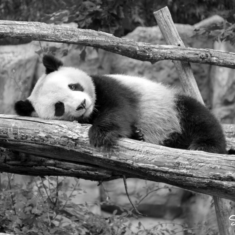 The Importance of Freely Expressing Ideas in Society