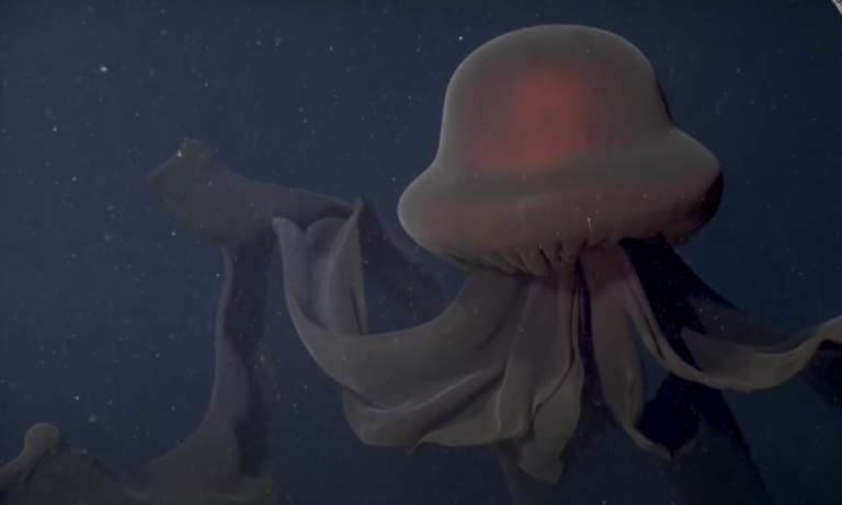 Unraveling the Mysteries of the Giant Phantom Jellyfish