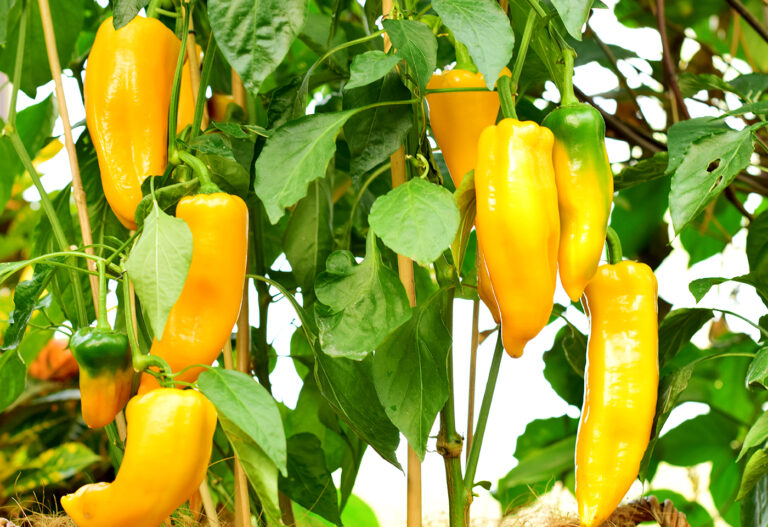 Exploring the Works of Guy Pepper: A Rising Star in Filmmaking