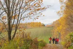 Discovering Hokkaido: Japan’s Untamed Wilderness