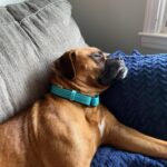 Meet Jack Turner: The Promising Boxer Set to Dominate