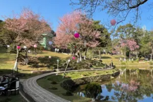 Cancellation of Japan’s Cherry Blossom Festival Raises Concerns