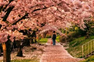 Cancellation of the Japan Cherry Blossom Festival: What It Means
