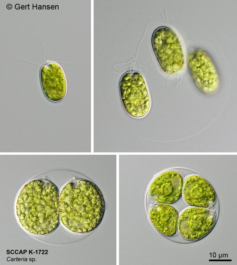 The Multifaceted Role of ‘K’ in Modern Contexts