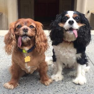 King Charles: A New Era for the British Monarchy