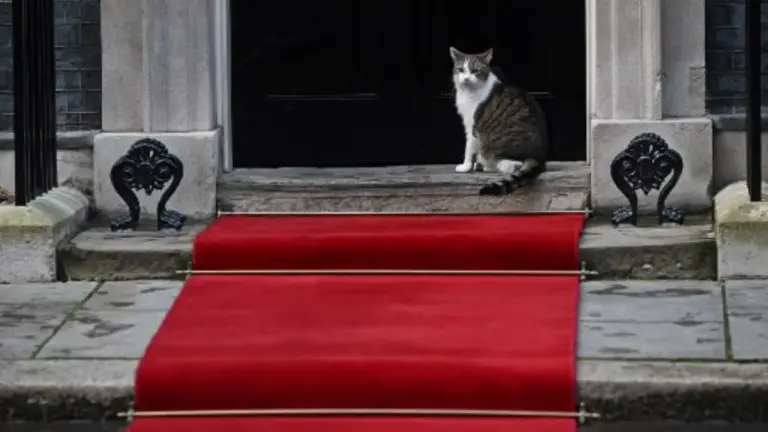 The Life of Larry the Cat: A Feline Icon at Downing Street