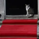 Larry the Cat: The Celebrity Cat of 10 Downing Street