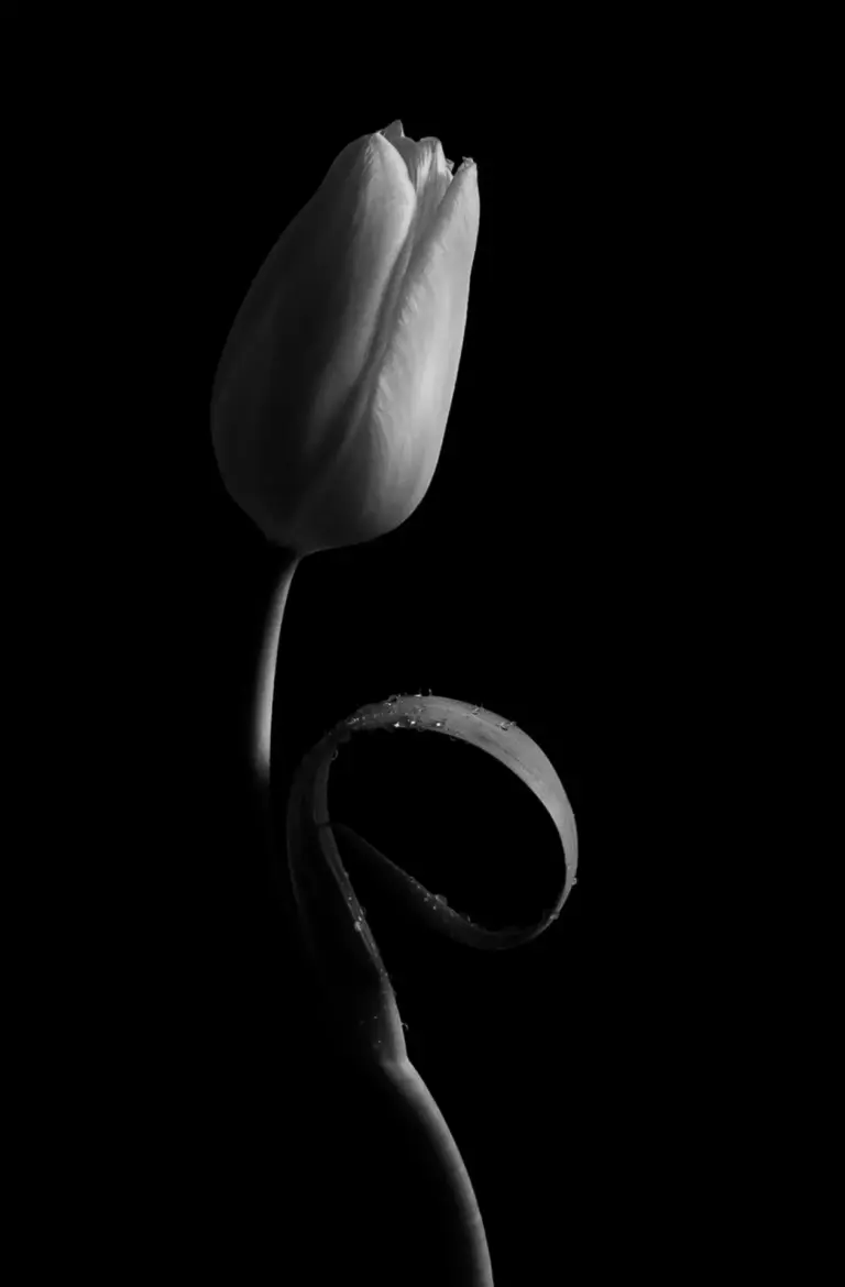 The Importance of Dance in Modern Culture